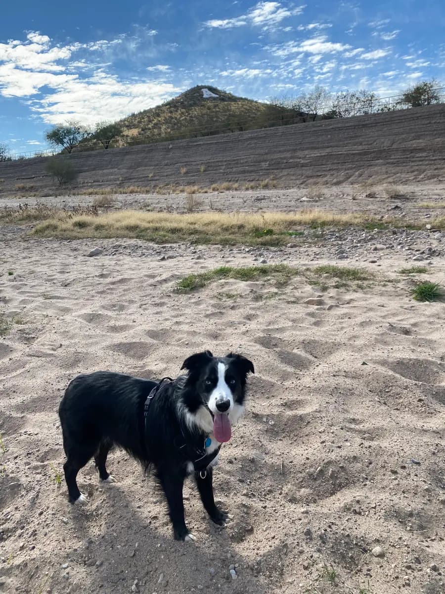 Indy in the wash below A Mountain in Tucson