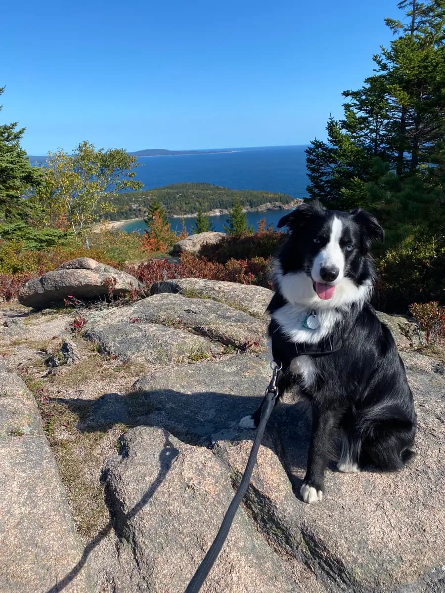 Indy on a granite ledge above the Maine coastline