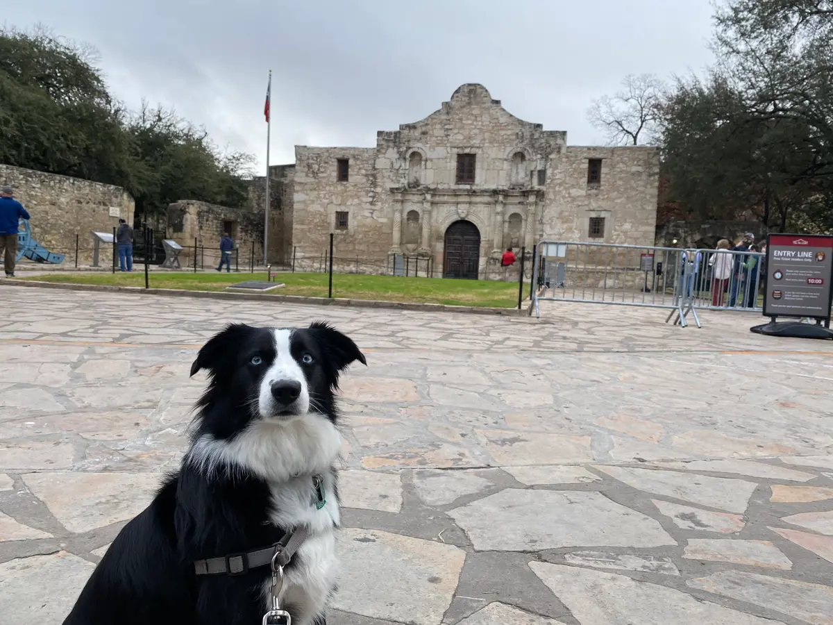 Indy sitting on the plaza in front of the Alamo