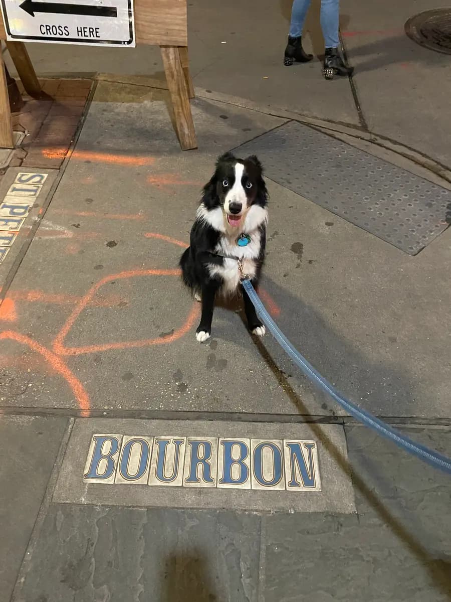Indy standing on the sidewalk over the tiled letters spelling Bourbon