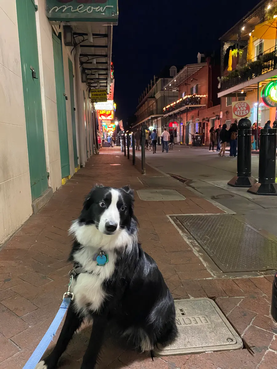 Indy sitting on Bourbon Street at night with the neon of the block behind him