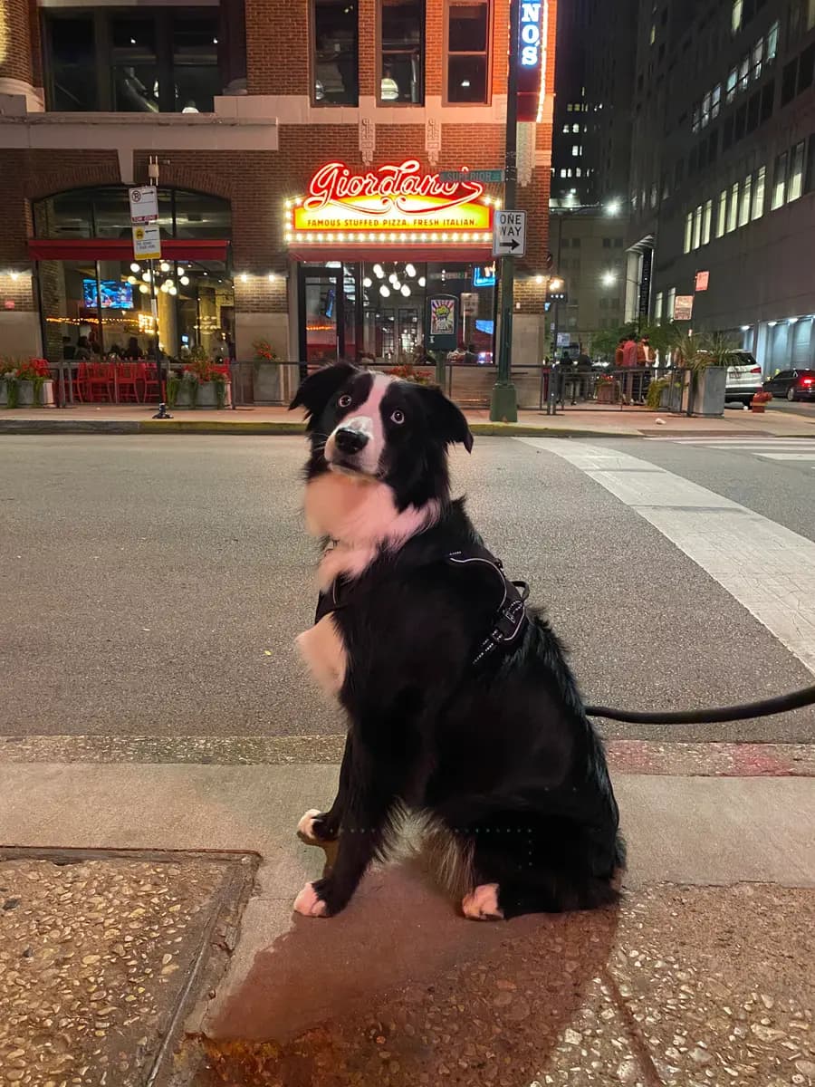 Indy sitting on the curb outside a lit Giordano's pizza sign in Chicago
