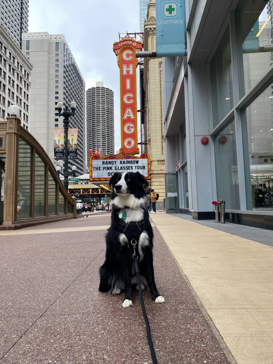 Indy sitting on the sidewalk beneath the Chicago Theatre marquee