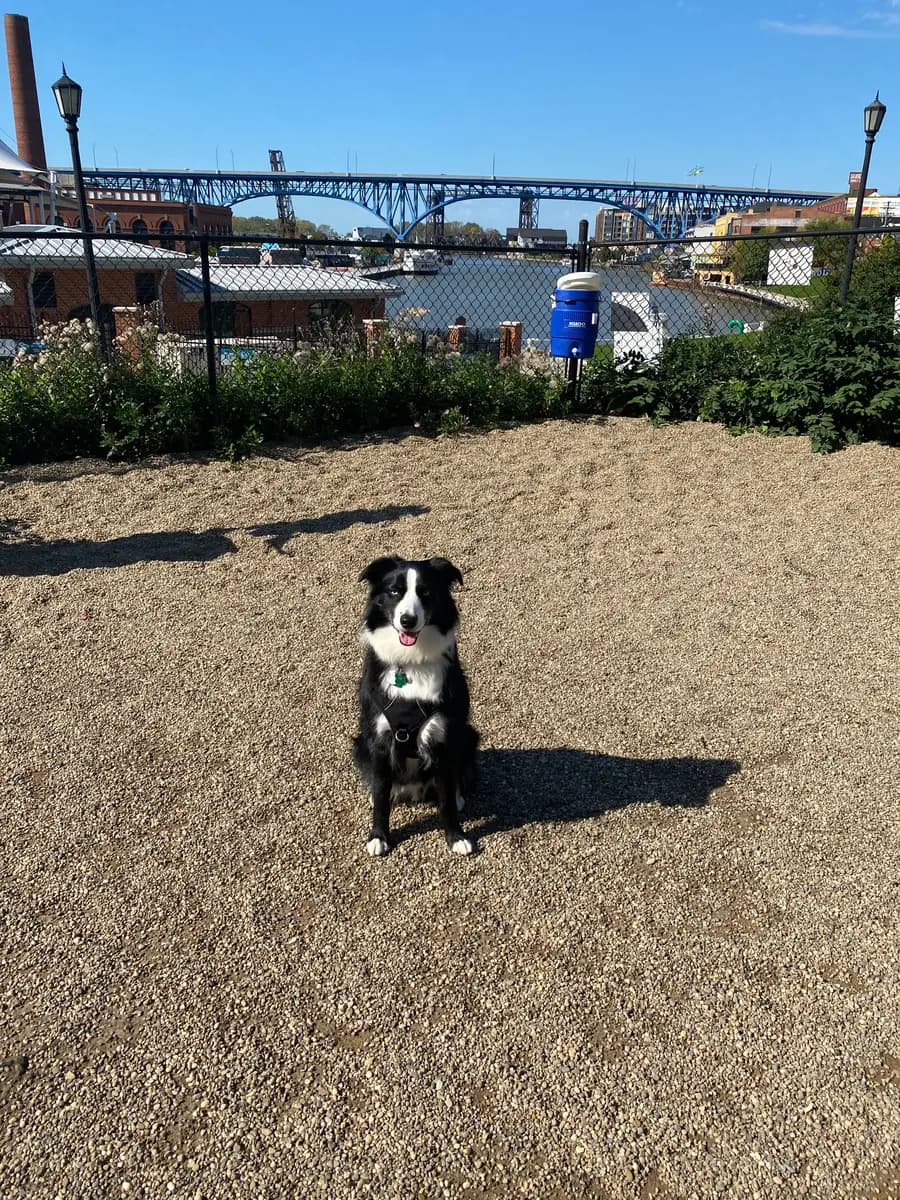 Indy sitting in a riverside park with a Cleveland bridge behind him