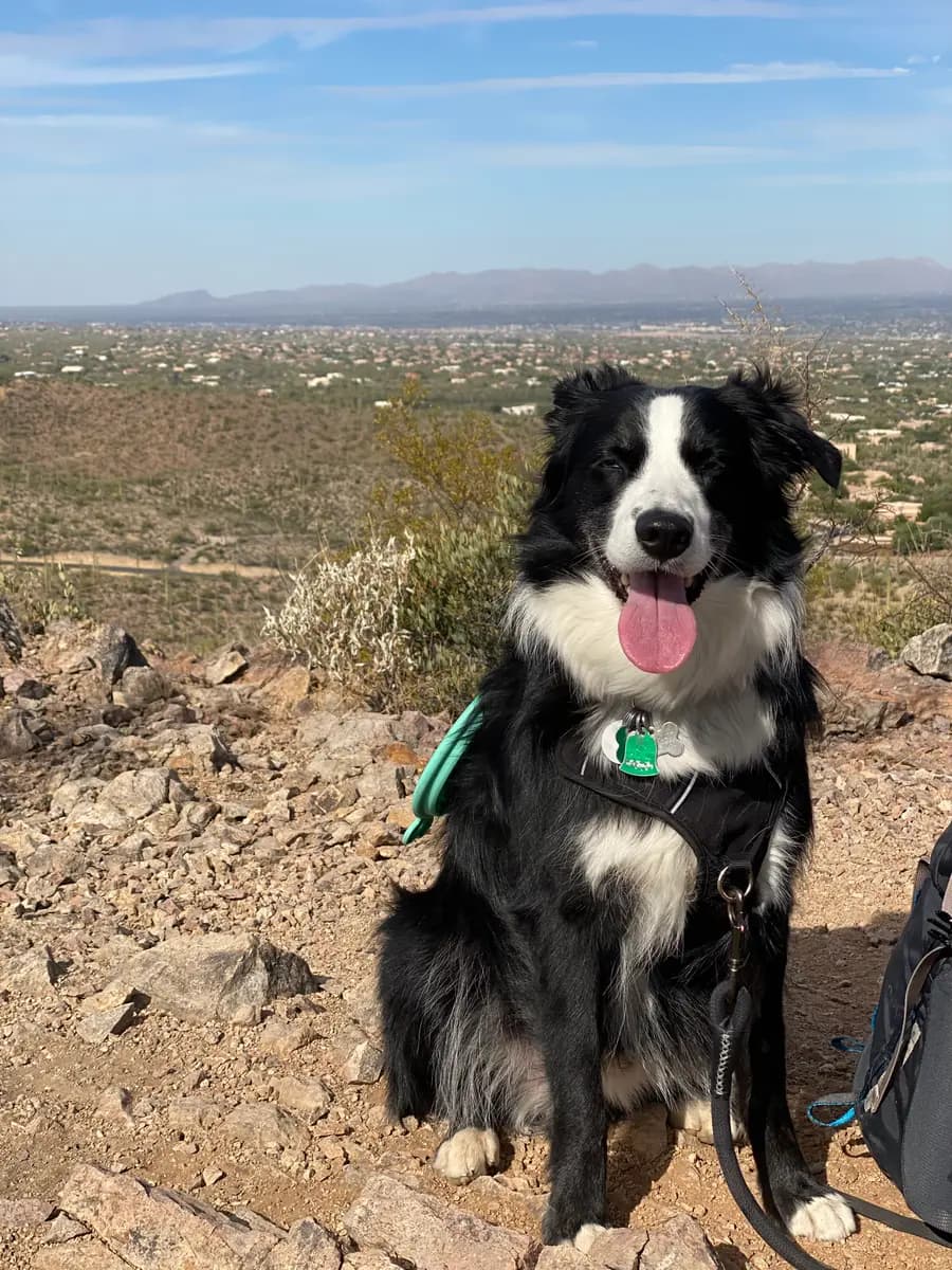 Indy on a desert trail with the Tucson valley behind him