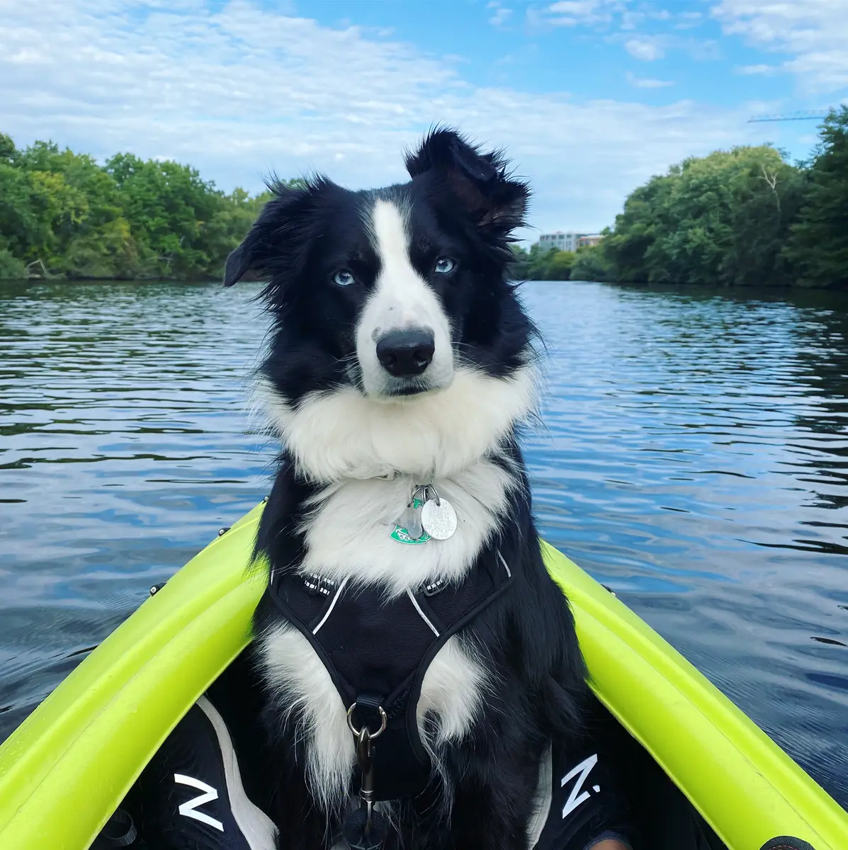 Indy riding in the bow of a kayak on the Charles River