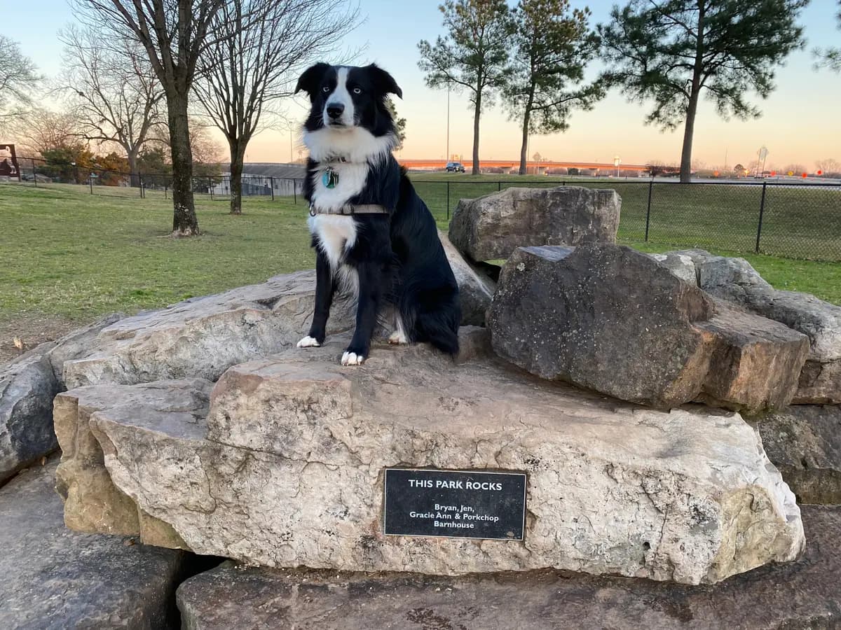 Indy sitting on a boulder at a park in Little Rock