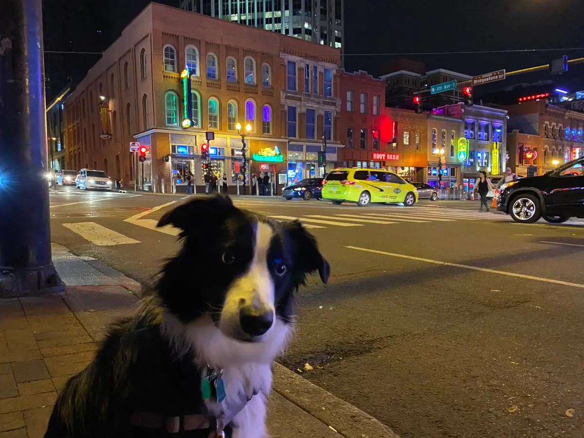 Indy sitting at a Nashville crosswalk with the honky-tonks lit up behind him