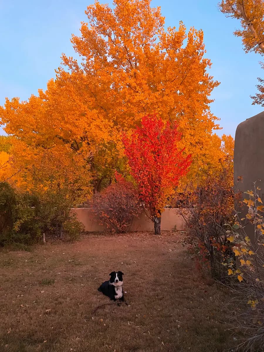 Indy lying in a yard under a tree in full fall color