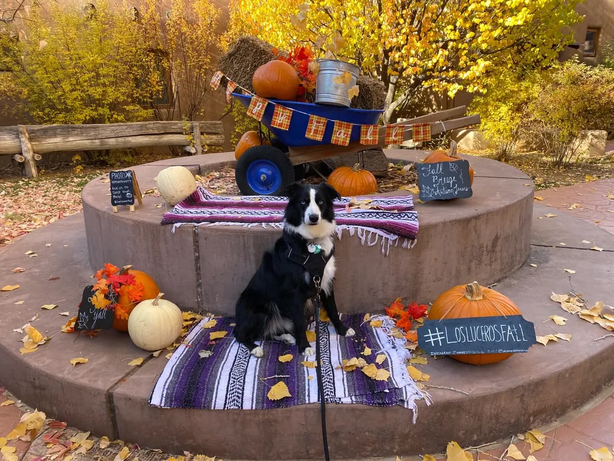 Indy sitting on a blanket surrounded by pumpkins and fall decorations