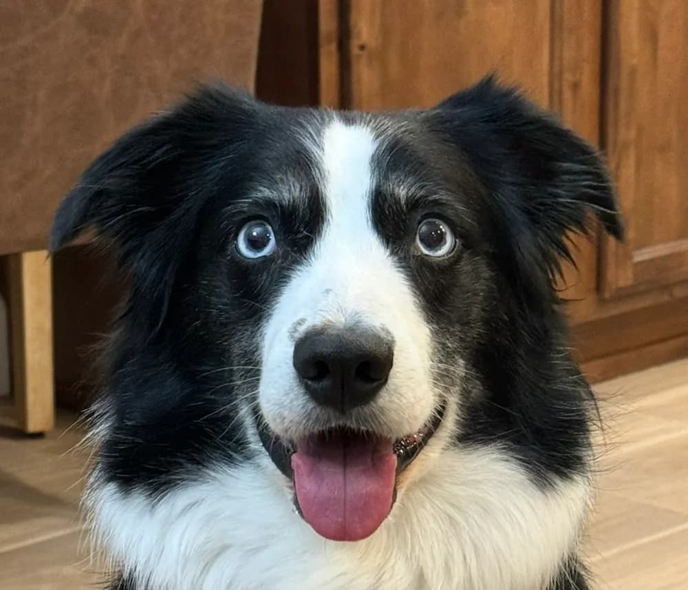 Indy, a black and white Australian shepherd with two blue eyes, looking straight at the camera