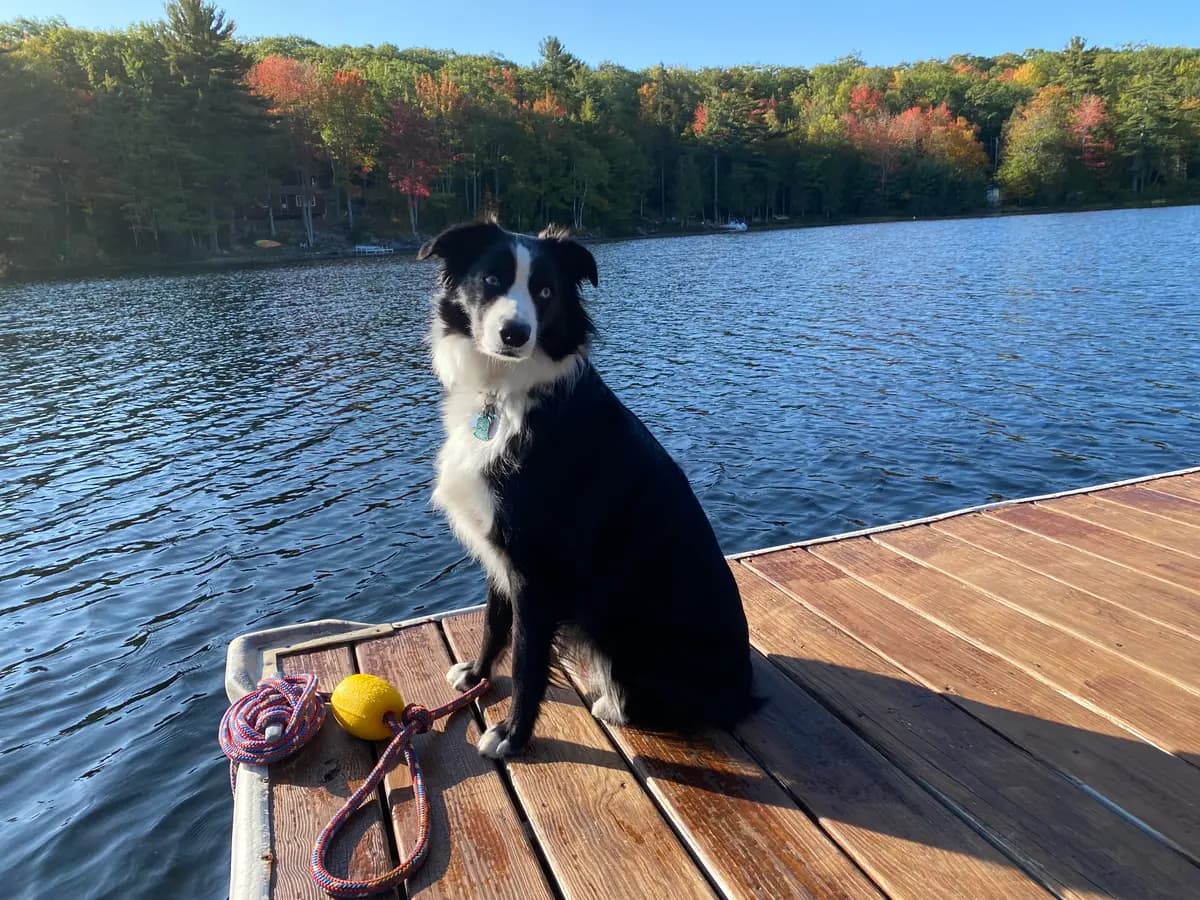 Indy on a wooden dock with fall color across the water