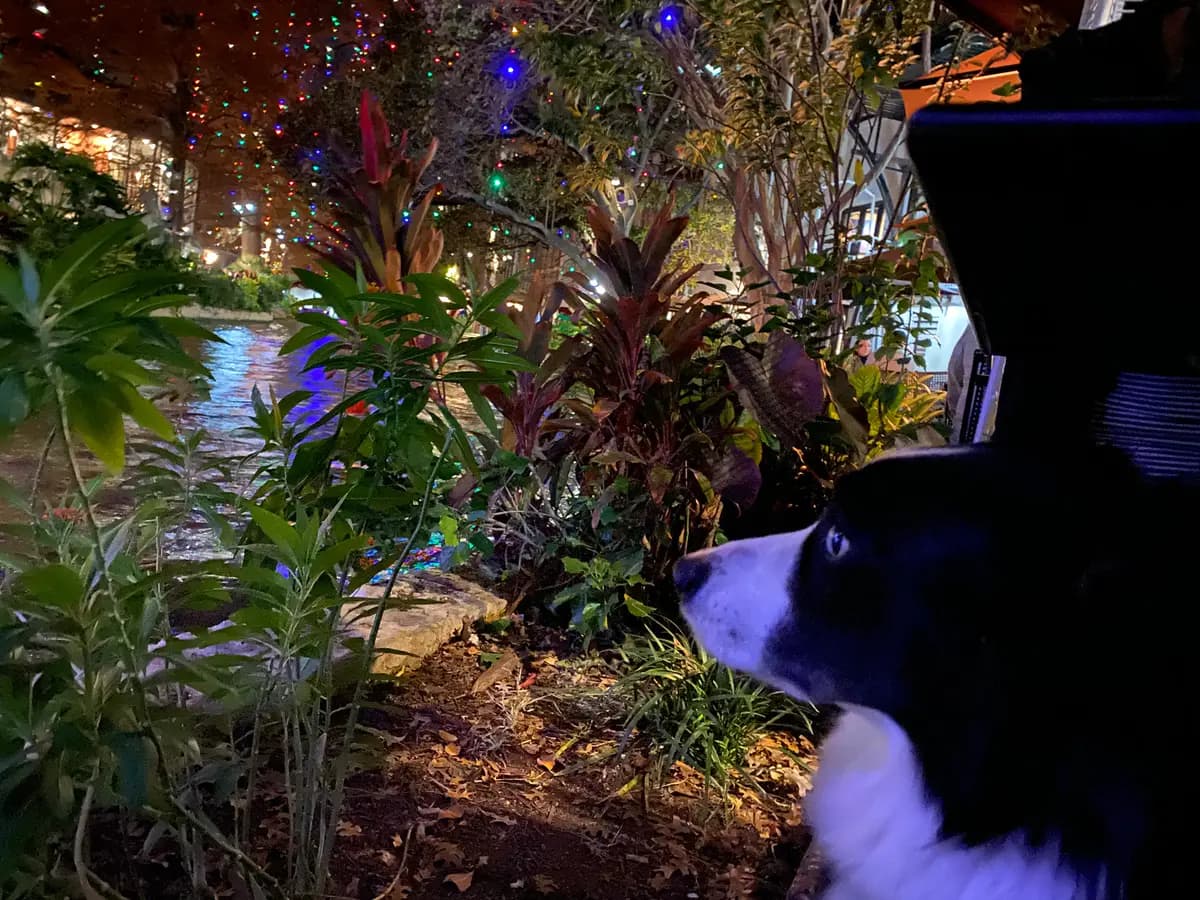 Indy looking out over the lit San Antonio River Walk at night