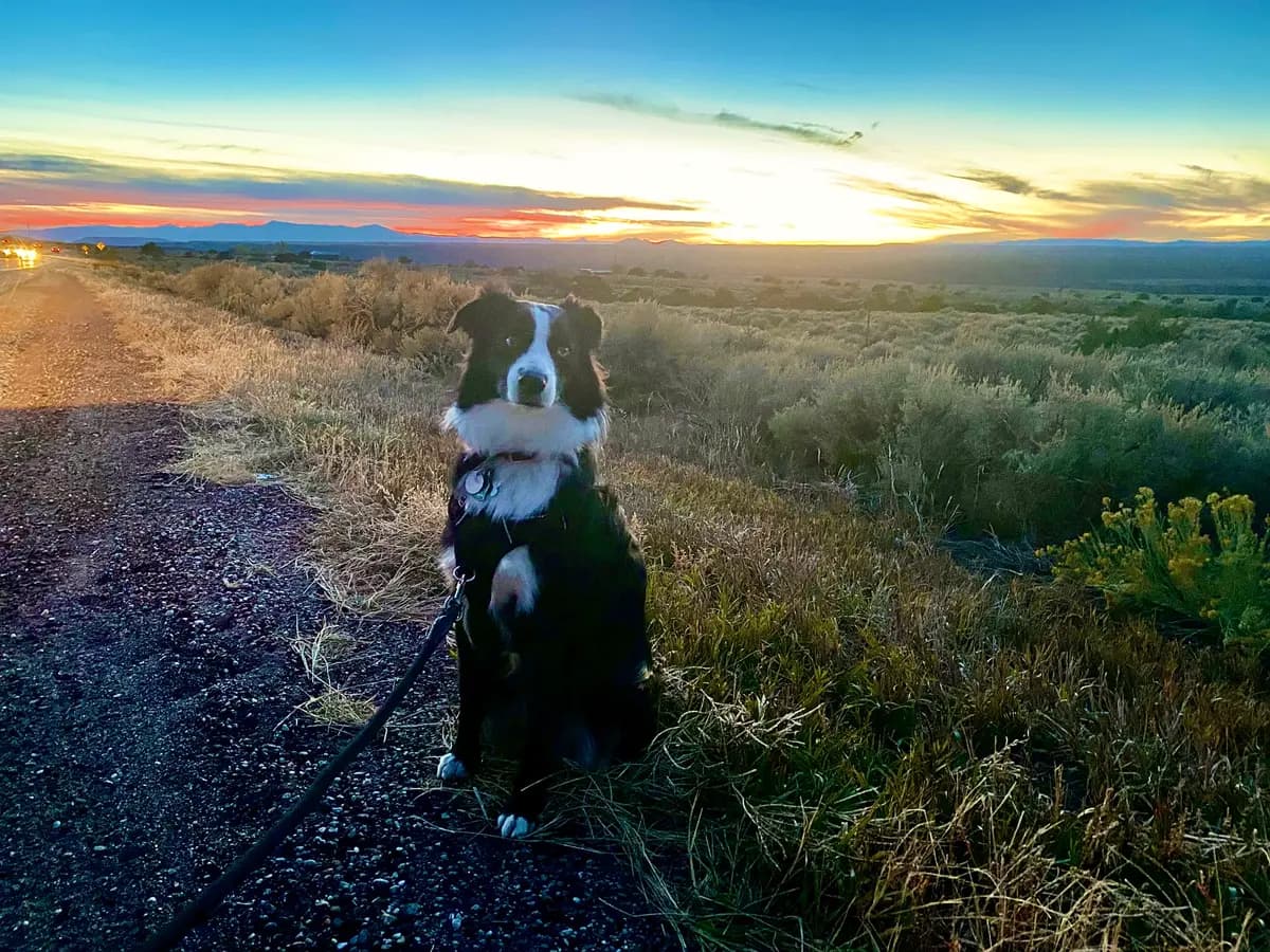 Indy sitting at the edge of a dirt road at sunset