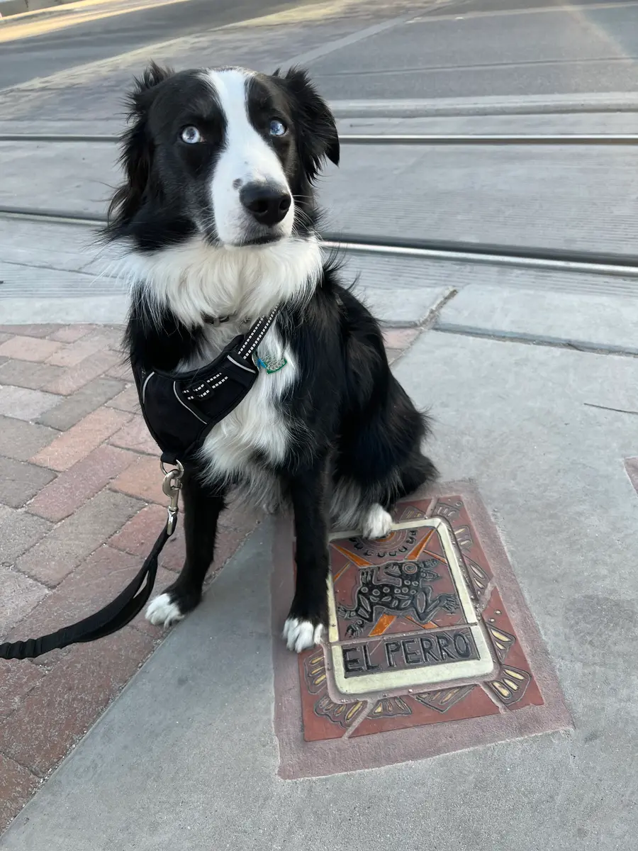 Indy sitting beside a sidewalk art tile reading El Perro