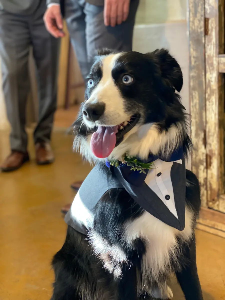 Indy wearing a tuxedo bandana with a sprig of lavender